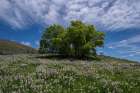 USA, Utah. Oak tree on hillside of lupine Art Print
